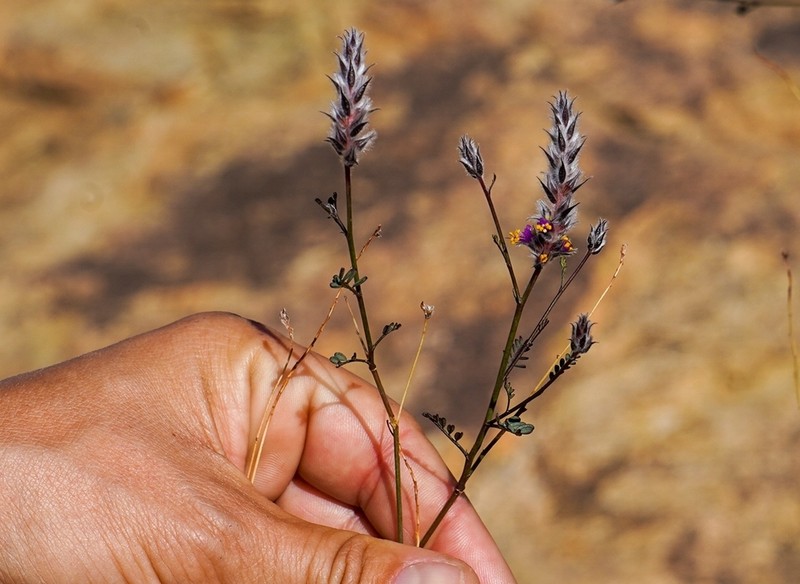 Pringle's Prairie Clover