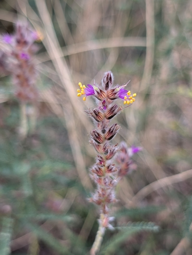 Pringle's Prairie Clover photo 2