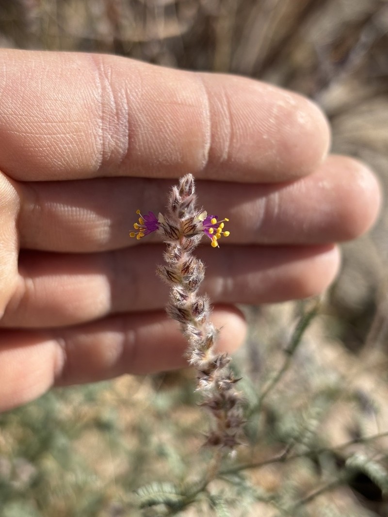 Pringle's Prairie Clover photo 3