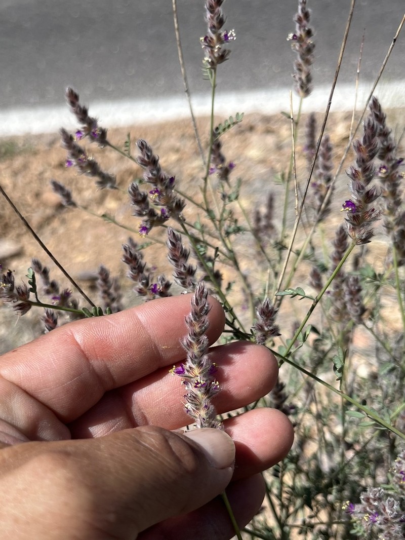 Pringle's Prairie Clover photo 4