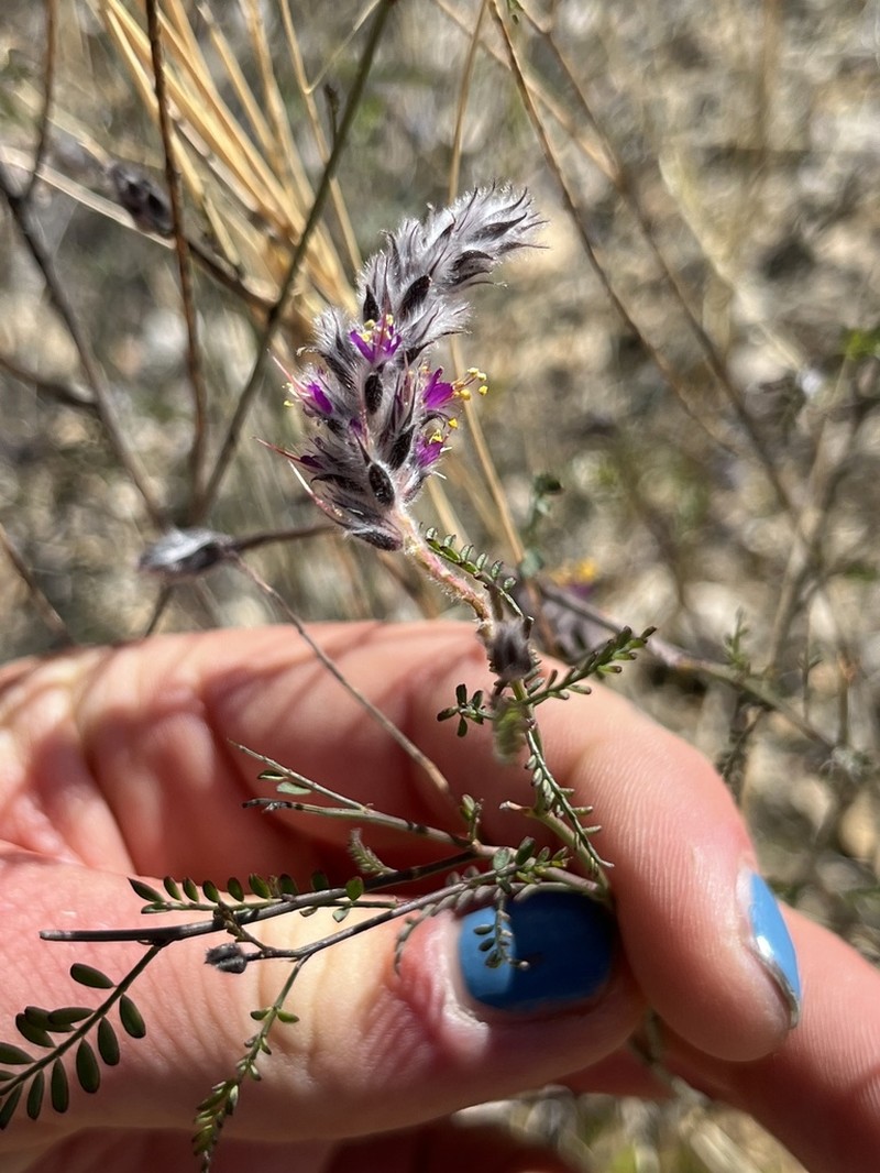 Pringle's Prairie Clover photo 5