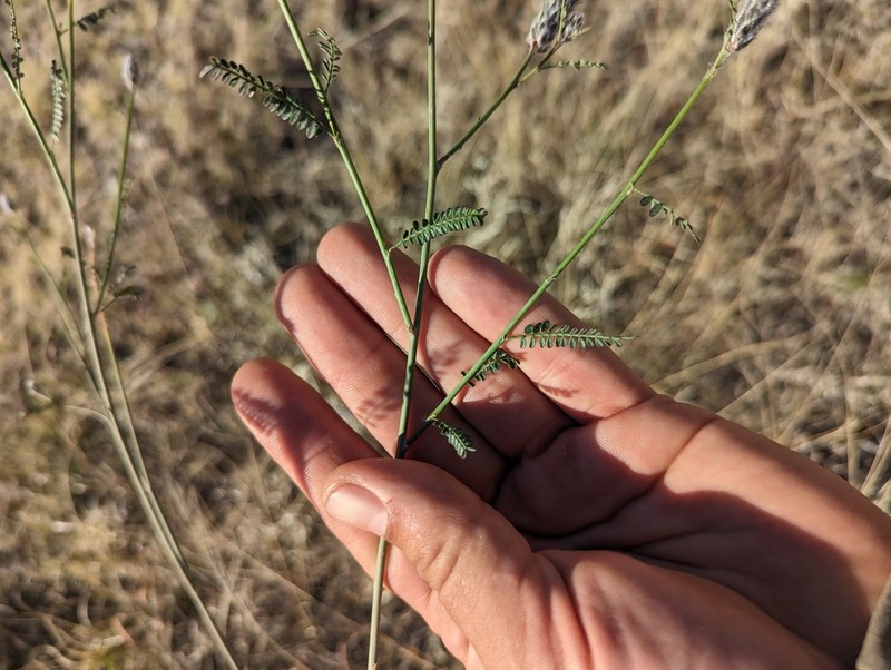 Pringle's Prairie Clover photo 6