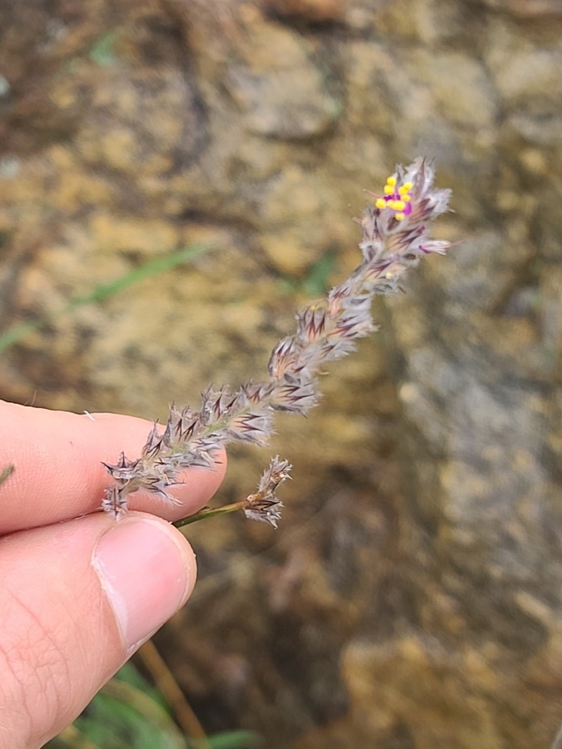 Pringle's Prairie Clover photo 7