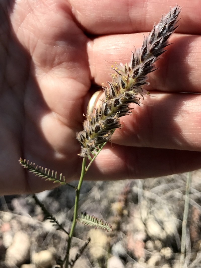 Dalea pringlei var. multijuga