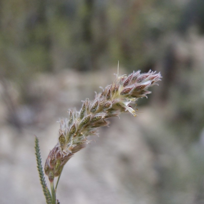 Dalea pringlei var. multijuga photo 2