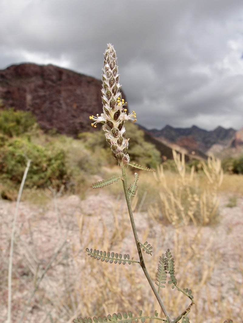Dalea pringlei var. multijuga photo 3