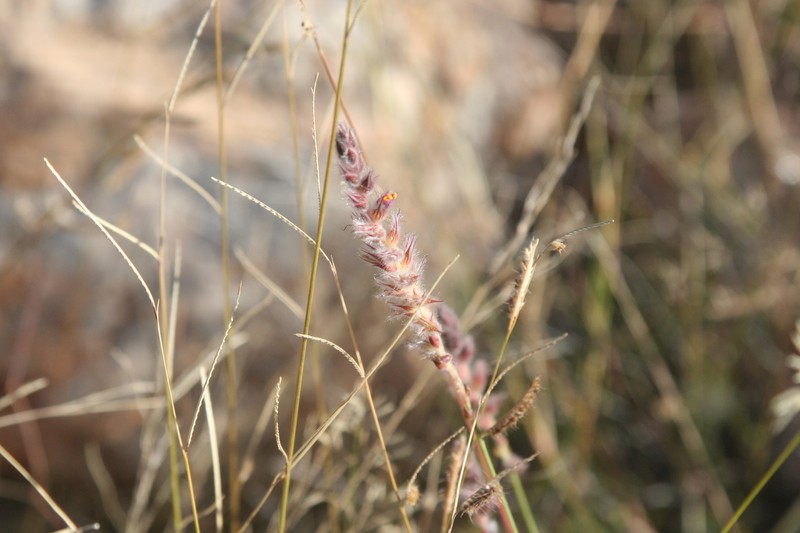 Dalea pringlei var. pringlei