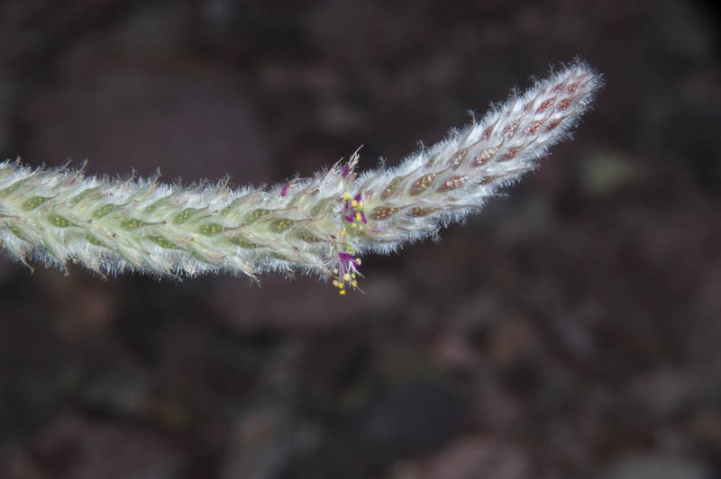 Dalea pringlei var. pringlei photo 2