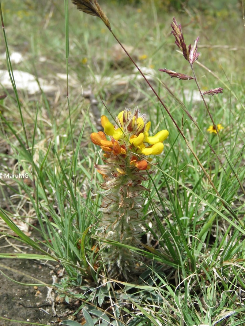 Dalea prostrata photo 2