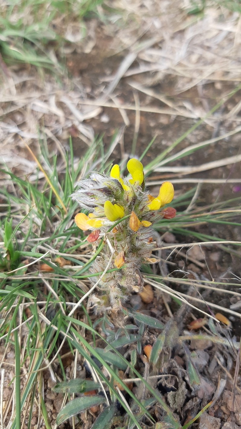 Dalea prostrata photo 3
