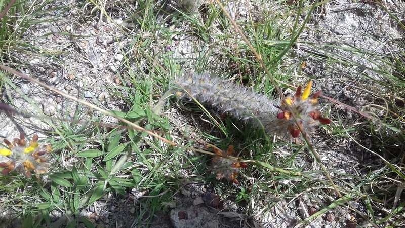 Dalea prostrata photo 4