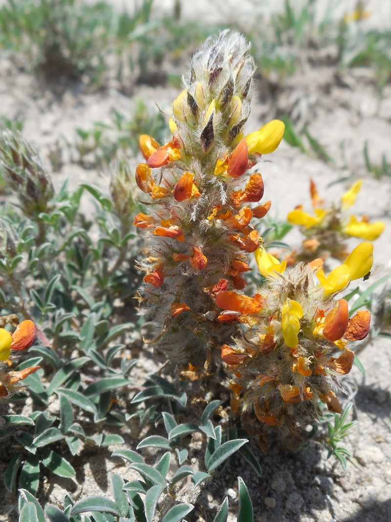 Dalea prostrata photo 5