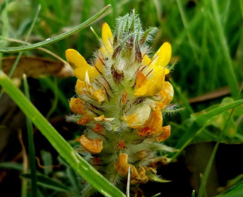 Dalea prostrata photo 6