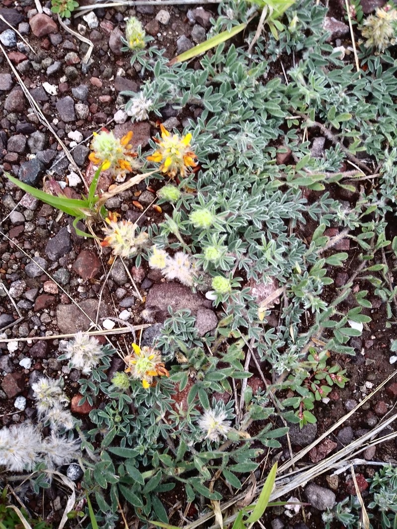 Dalea prostrata photo 7