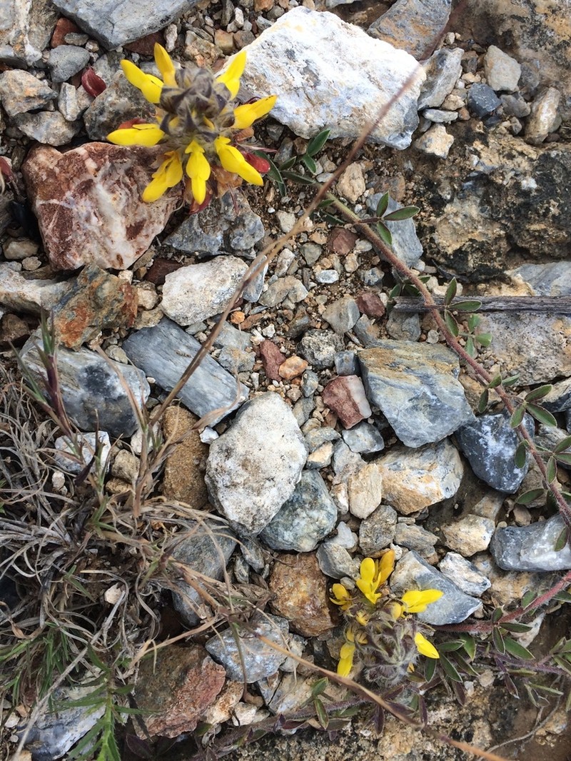 Dalea prostrata photo 8