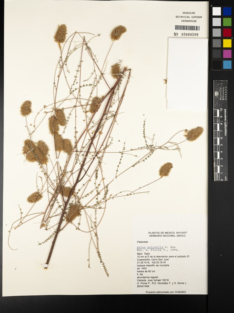 Dalea pulchella