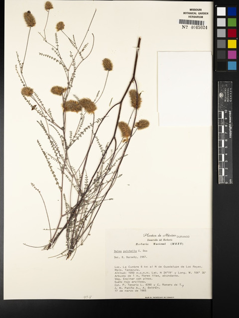 Dalea pulchella photo 2