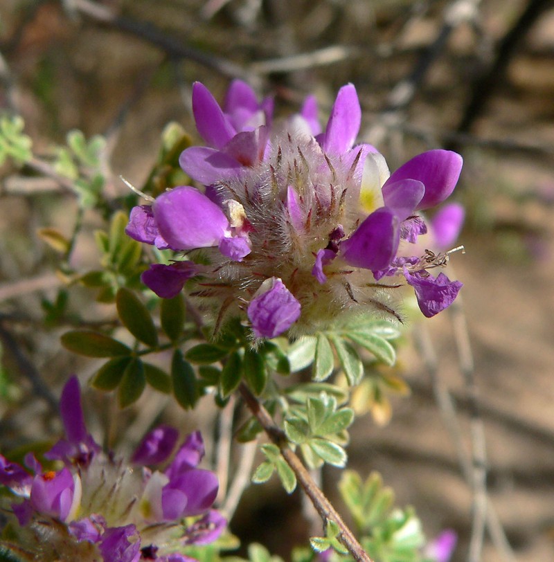 Santa Catalina Prairie Clover