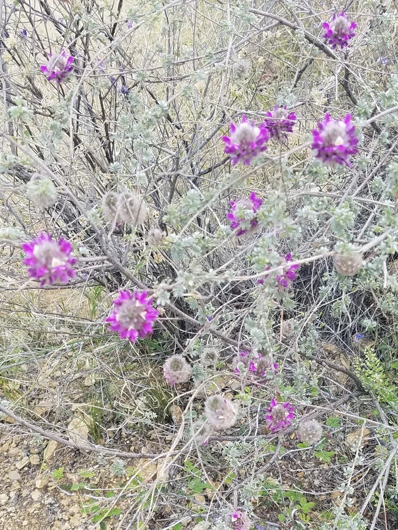 Santa Catalina Prairie Clover