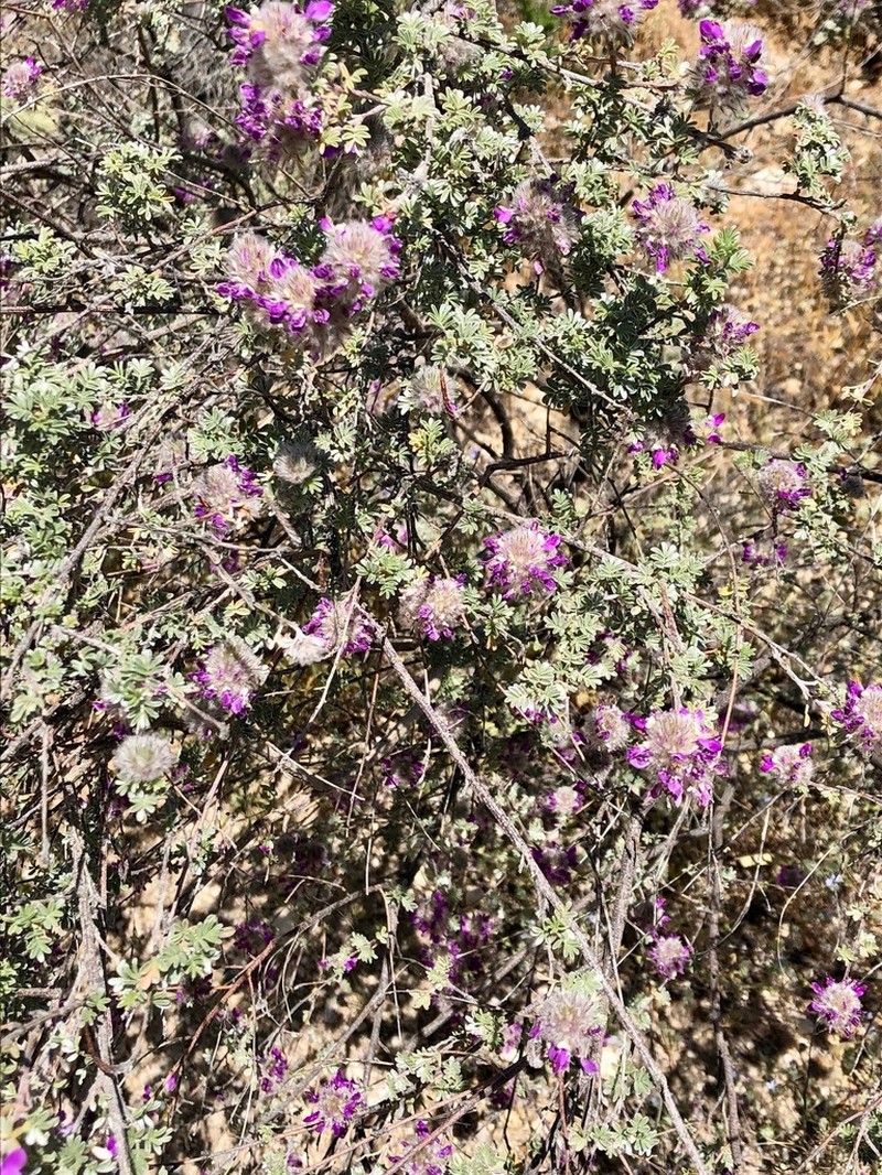 Santa Catalina Prairie Clover photo 2