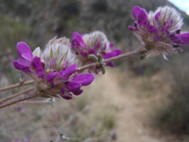 Santa Catalina Prairie Clover photo 4
