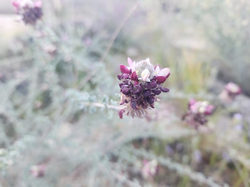 Santa Catalina Prairie Clover photo 5