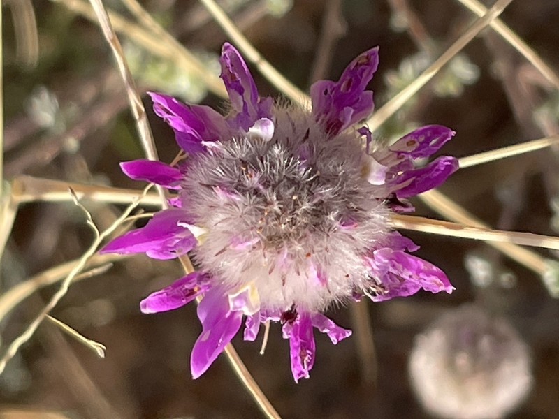 Santa Catalina Prairie Clover photo 6