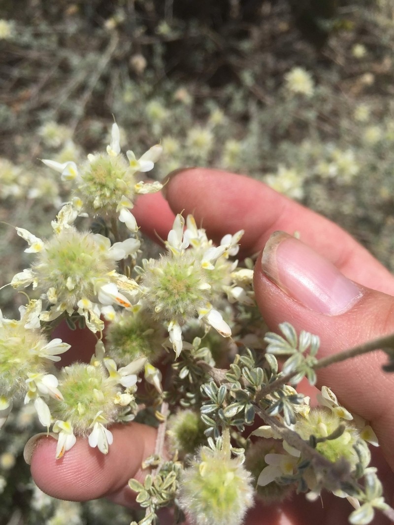 Santa Catalina Prairie Clover photo 7