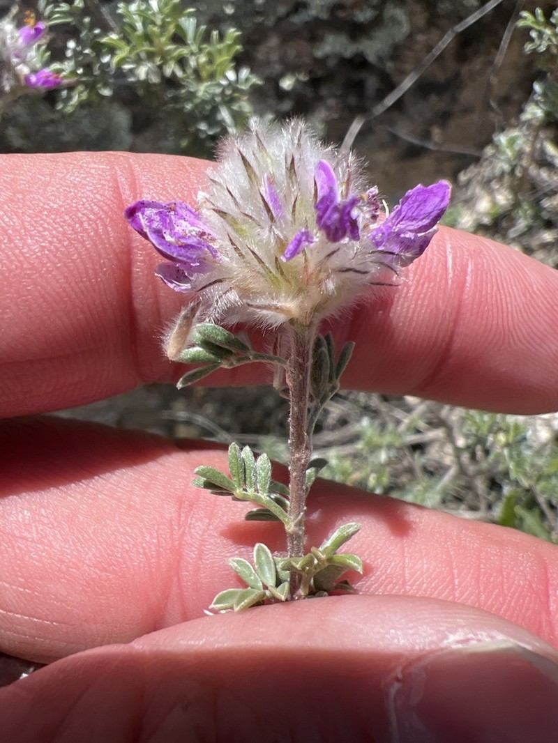 Santa Catalina Prairie Clover photo 8