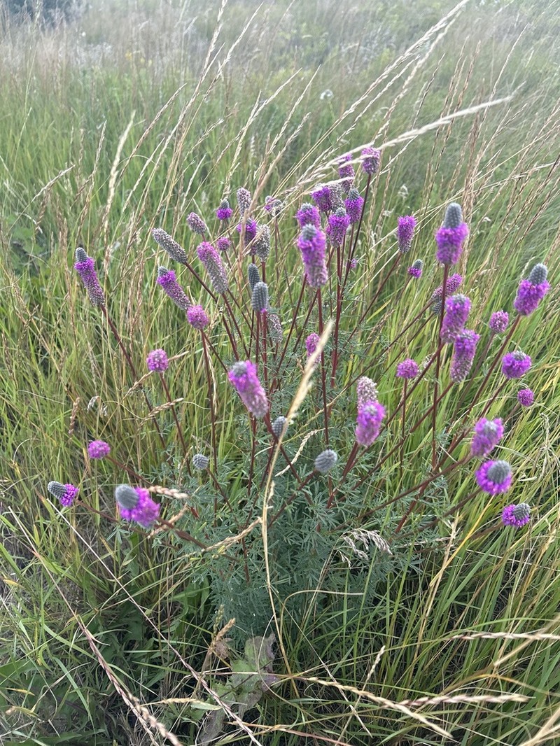 Purple Prairie Clover photo 2