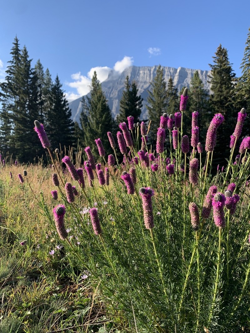 Purple Prairie Clover photo 3