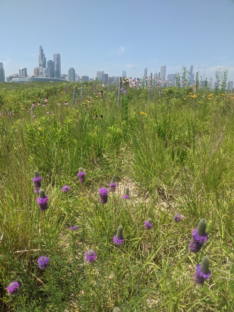 Purple Prairie Clover photo 4