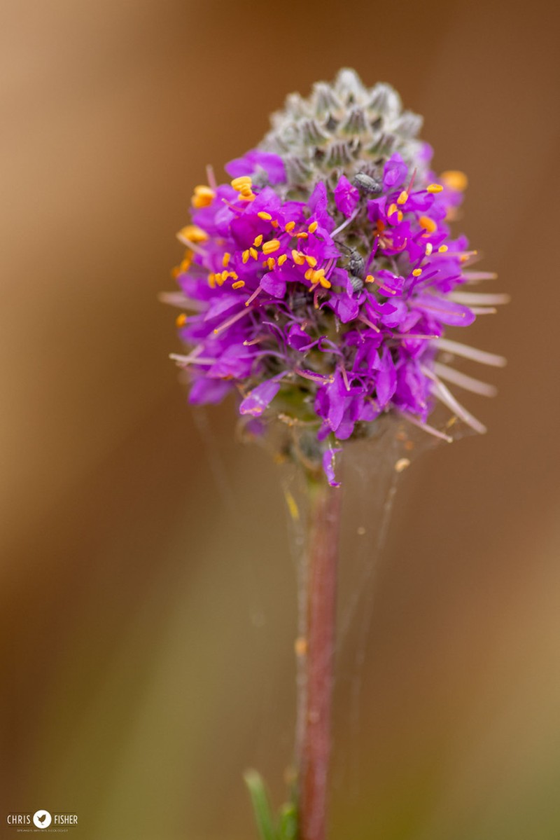 Purple Prairie Clover photo 5
