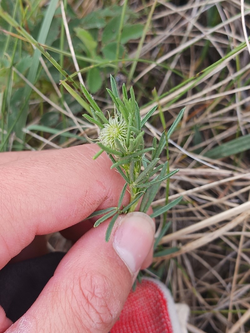 Purple Prairie Clover photo 6