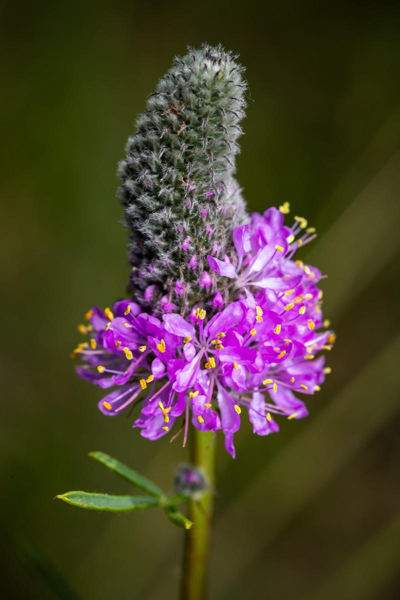 Purple Prairie Clover photo 7
