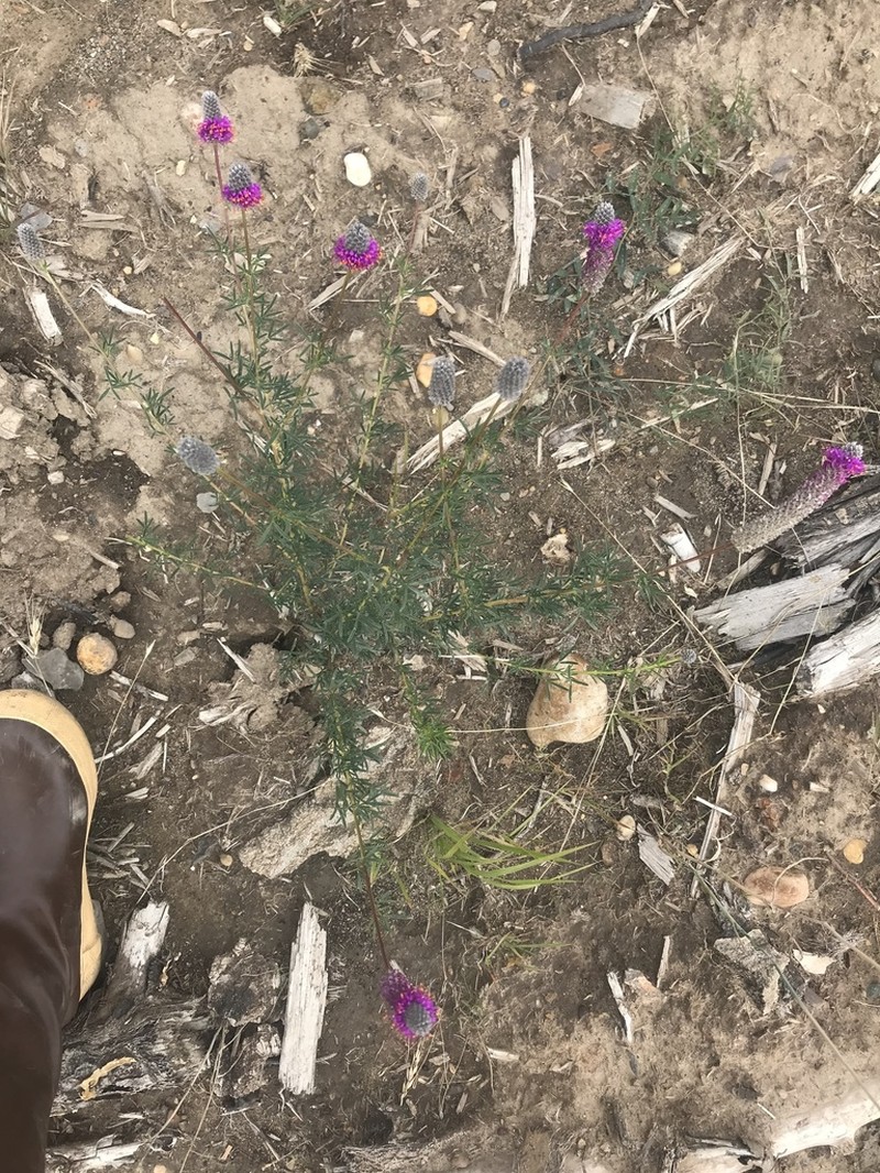 Purple Prairie Clover photo 8
