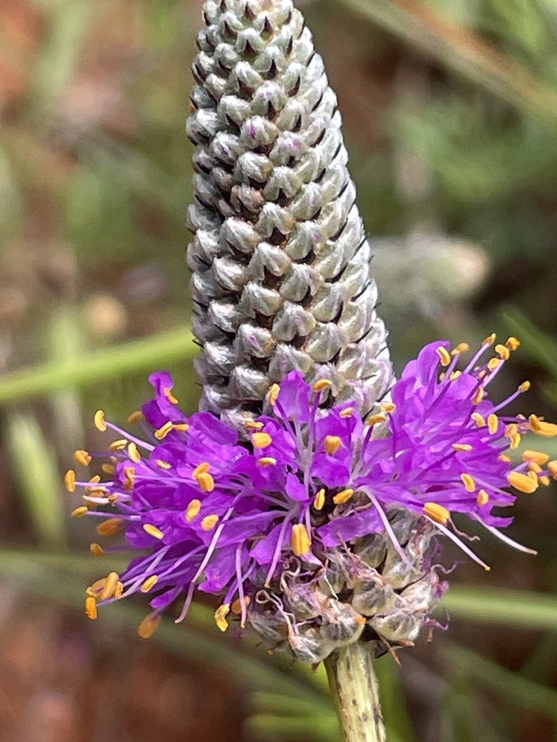Dalea purpurea var. arenicola