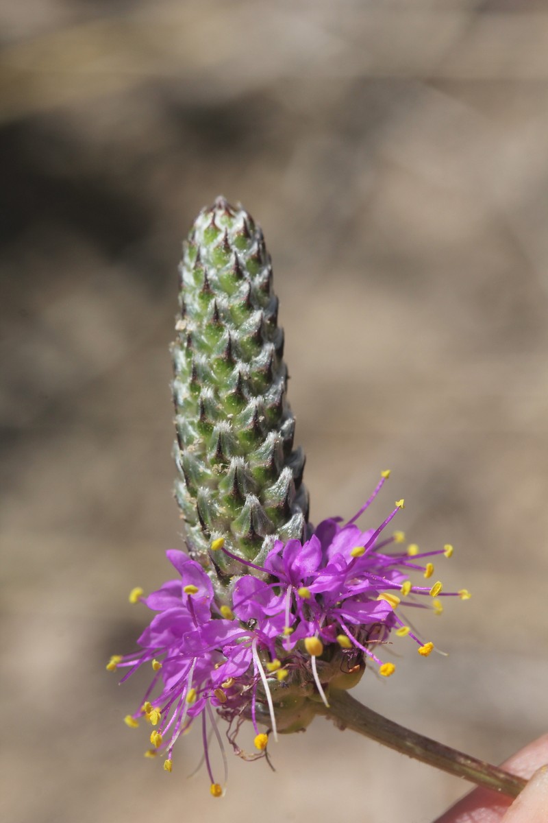 Dalea purpurea var. arenicola photo 2