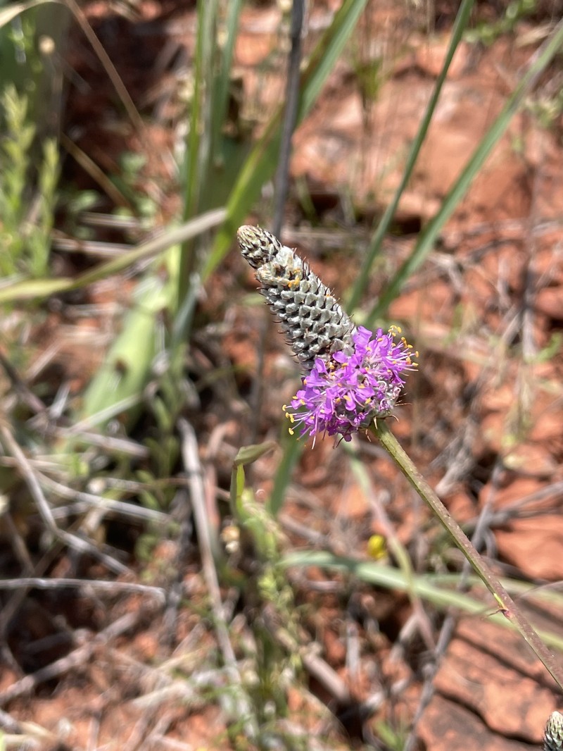 Dalea purpurea var. arenicola photo 3