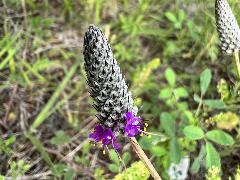 Dalea purpurea var. arenicola photo 4
