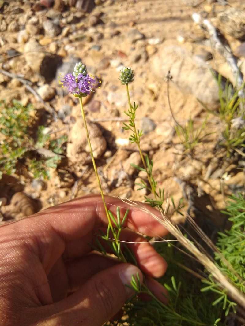 Dalea purpurea var. arenicola photo 5