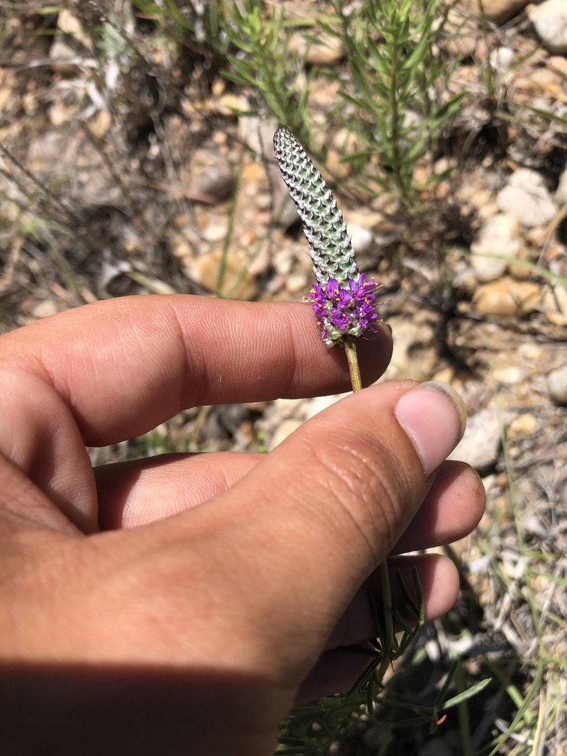 Dalea purpurea var. arenicola photo 6