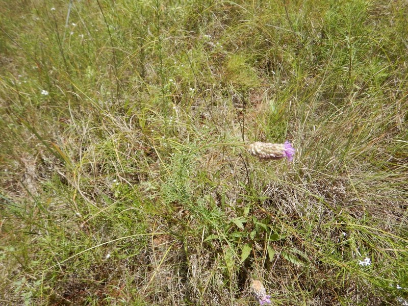 Dalea purpurea var. arenicola photo 7