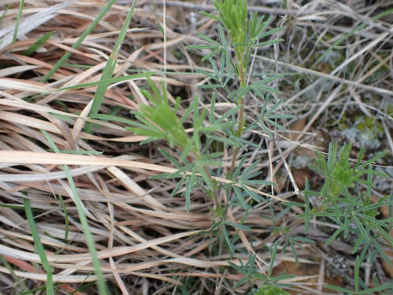 Dalea purpurea var. purpurea