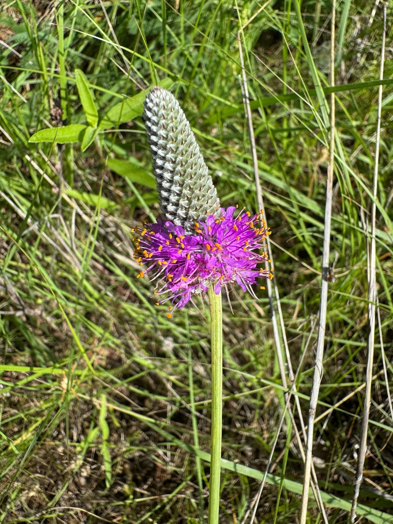 Dalea purpurea var. purpurea photo 2