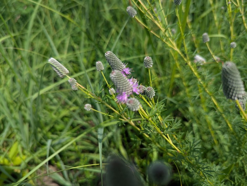 Dalea purpurea var. purpurea photo 3
