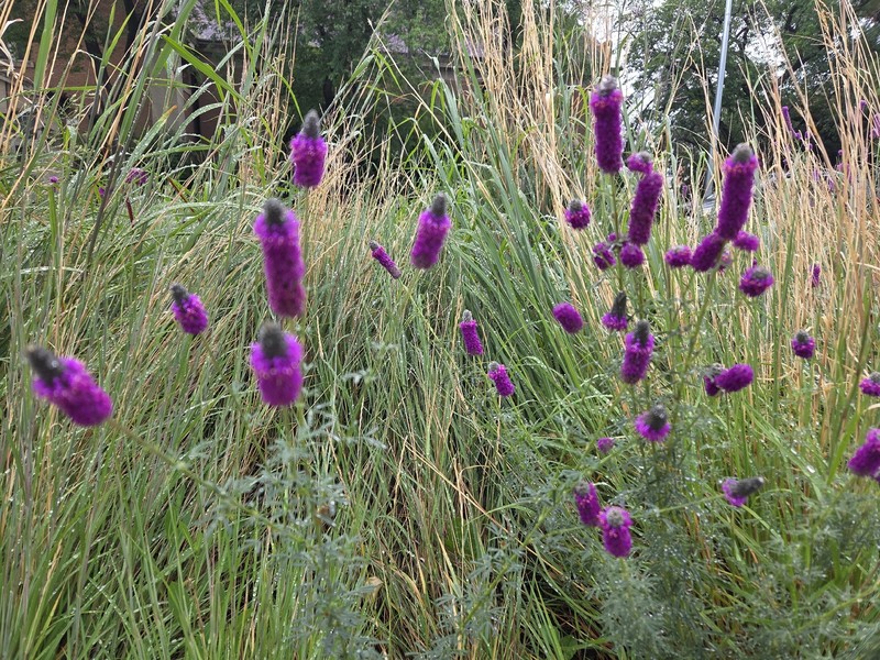 Dalea purpurea var. purpurea photo 4