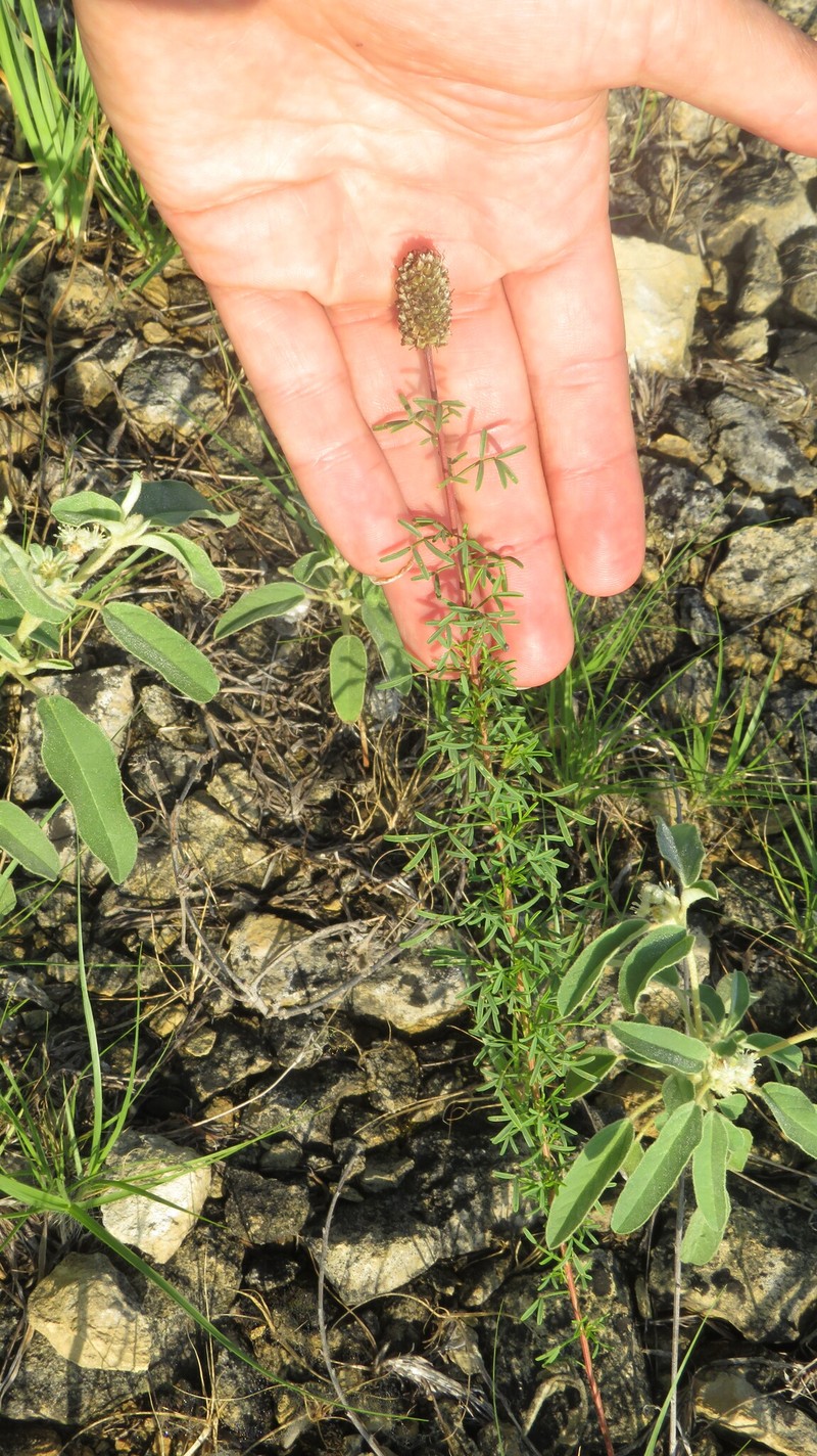 Dalea purpurea var. purpurea photo 5