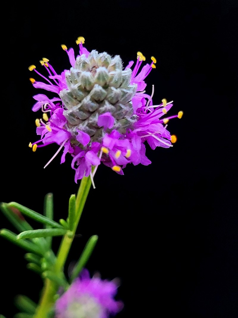 Dalea purpurea var. purpurea photo 6