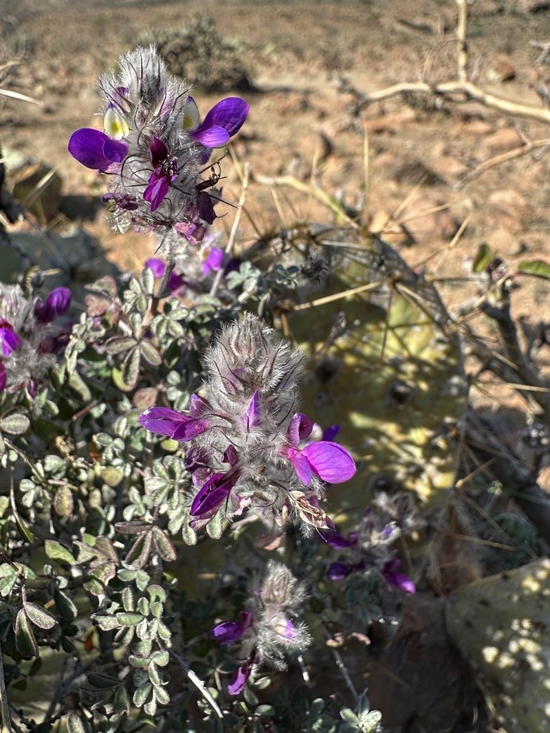 Dalea purpusii